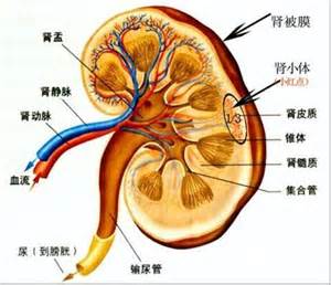 一个手机一个肾，这样真的值吗？